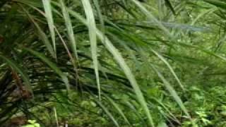 Gerçek Islama Ve Tevhide Çagri 212