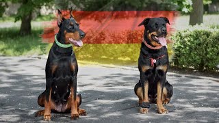 10 Best German Dog Breeds
