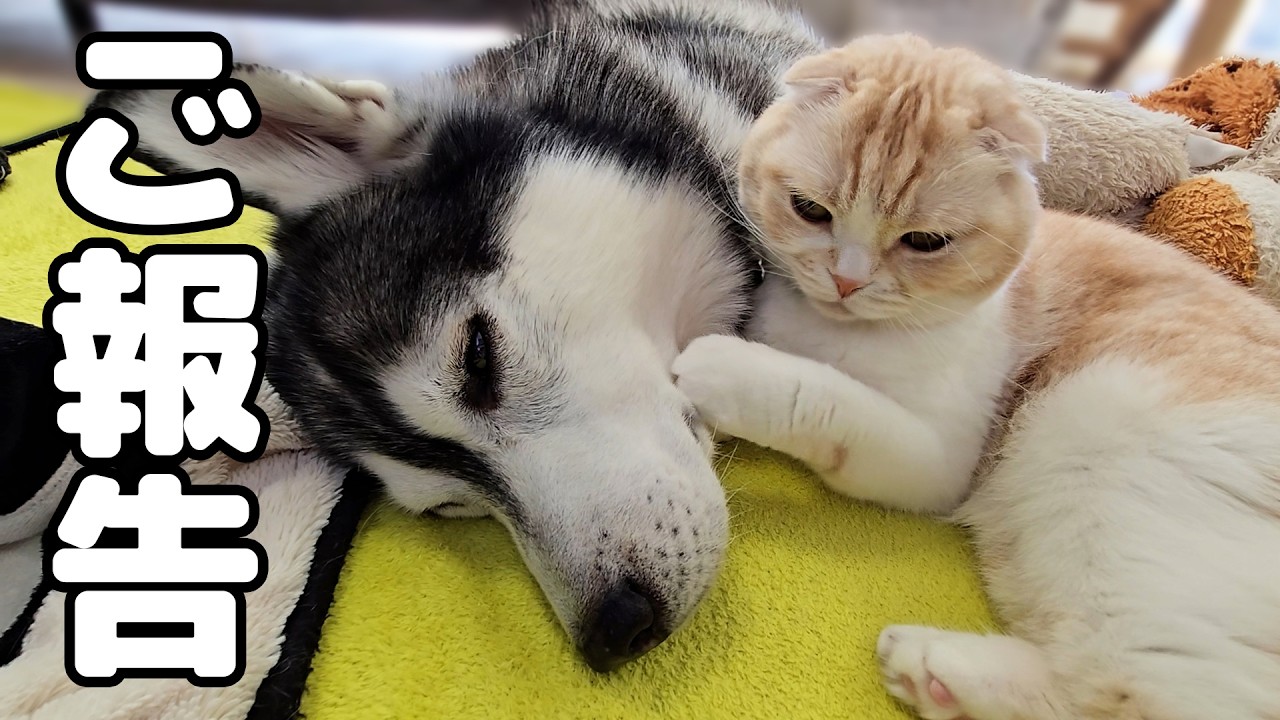 【ご報告】ハスキー犬の腫瘍に関して大事なお知らせがあります...