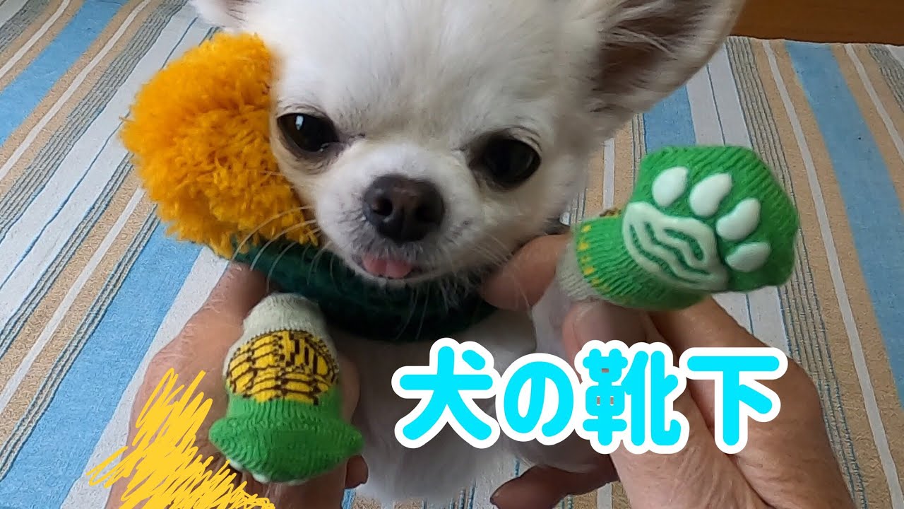 チワワ 靴下 を履かせたら 変な動きが止まらない Youtube