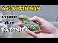 Hora da papinha | AGAPORNIS | - UDP #lovebird