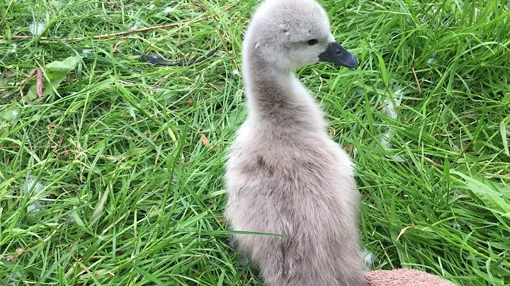 Linda the baby swan rescued and reunited with pare...