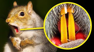 Why Squirrels Have Orange Teeth + 99 LittleKnown Animal Facts