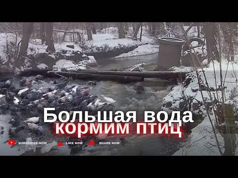 Вода поднялась. Морозом заливы и озера скованы. Беглый обзор. Кормим птицу. 10.01.24