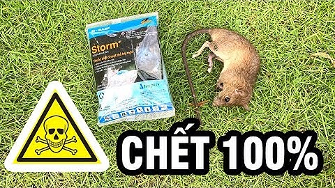 Tìm được cách TIÊU DIỆT CHUỘT đơn giản mà lại hiệu quả tuyệt vời, không cần bẫy chuột