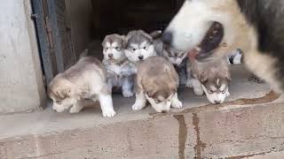 Alaskan malamute puppies  4 weeks old