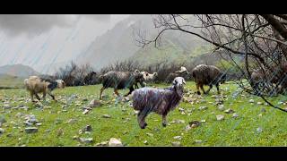 Walk with me in rain | Lorestan Iran | ASMR