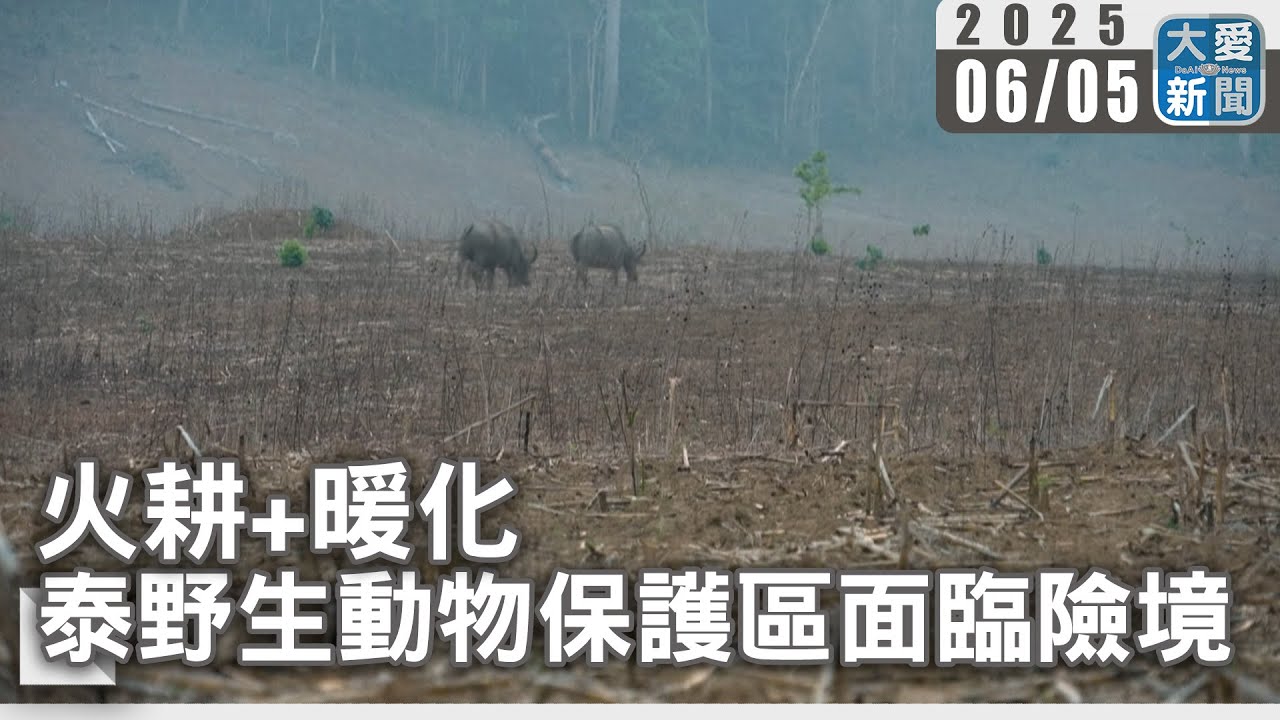 火耕+暖化 泰野生動物保護區面臨險境|大愛新聞 @DaaiWorldNews - YouTube