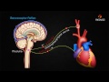 Mean Arterial Pressure Control