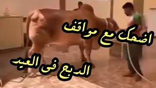 مواقف العجول الهربانه2022 الجزء التاني مسخره