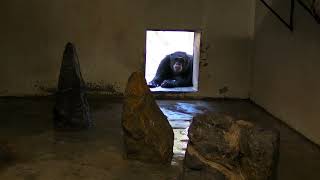 Simpanza Jova se uplasio od lezaljke