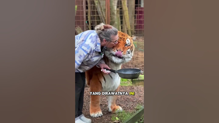 Ketika wanita ini merawat harimau dengan penuh cinta hingga tumbuh menjadi sangat besar🥺❤️