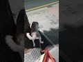 [애견산책] 도도와  산책중 !!