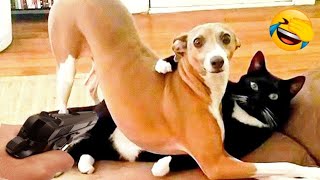 So Funny Dogs and Cat A Lot of Laughter All Day # | Pets Tv