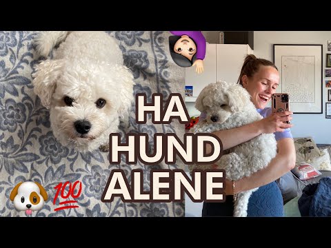 Video: Hvordan Avle En Indo-hund