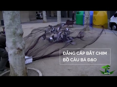 cách bẫy chim bồ câu