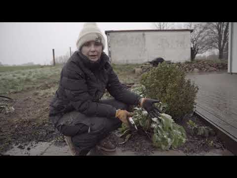 Video: Pæon Undgår - Smuk Og Helbredende