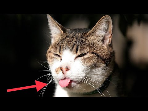 Почему кошки показывают язык, зачем кот высовывает кончик языка?