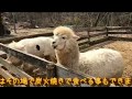 アルパカ牧場に行ってきました