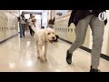 Portland high school has a full-time therapy dog: Oregon Tails