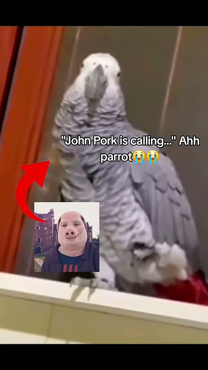 John pork called 🤙 #blud #parrot #shorts #johnpork #johnporkmeme #johnporkiscalling