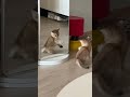 La primera vez que el gatito se mira en el espejo