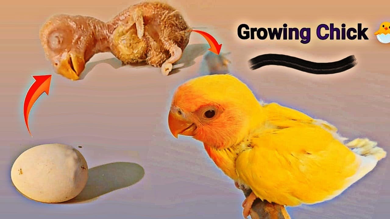 Lovebird Chick Growth Day To Day || Lovebird Growth Stages
