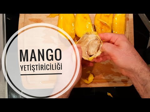 Video: Mango - kullanışlı özellikleri ve kontrendikasyonları