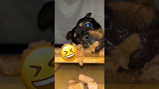 Cute dog [4K] YouTube (Must Watch) P5 #shorts #short #rottweiler  #subscribe