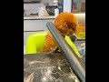 毛毛 要我狗命就直说 动物的迷惑行为 狗子成精了 成精的萌宠 宠物泰迪 泰迪狗狗 萌宠视频 毛毛 要我狗命就直说 动物的迷惑行为 狗子成精了 成精的萌宠 宠物泰迪 泰迪狗狗 萌宠视频