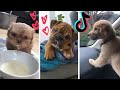 Funny Dogs of TikTok Compilation ~ Try Not To Laugh ~ Cutest Puppies!