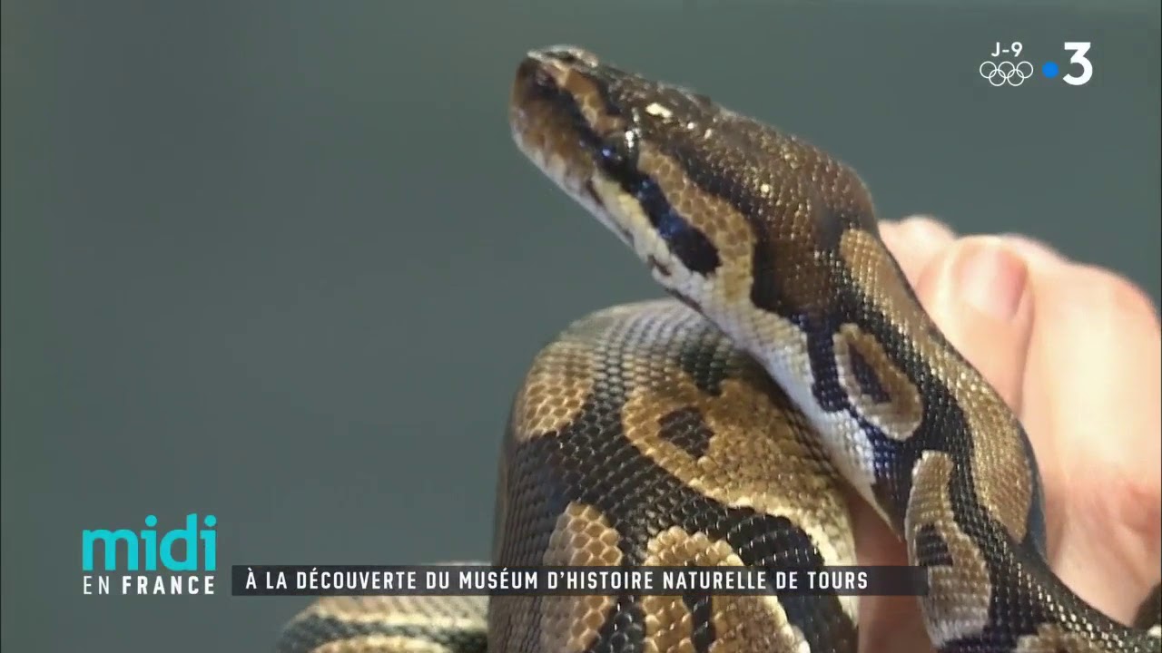 À la découverte du Muséum d'Histoire Naturelle de Tours YouTube À la découverte du Muséum d'Histoire Naturelle de Tours YouTube