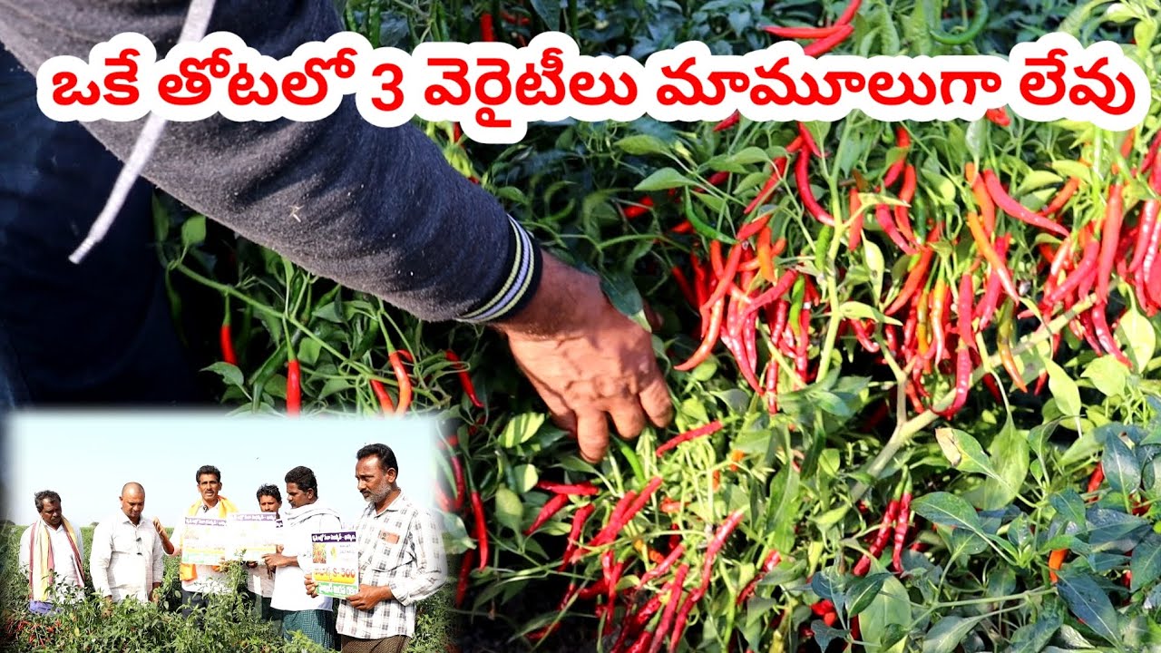3 వెరైటీలు ఒకే తోటలో విరగ కాసినయ్ | Chilli seeds telugu | Mirchi seeds telugu | Mirapa vithanalu 