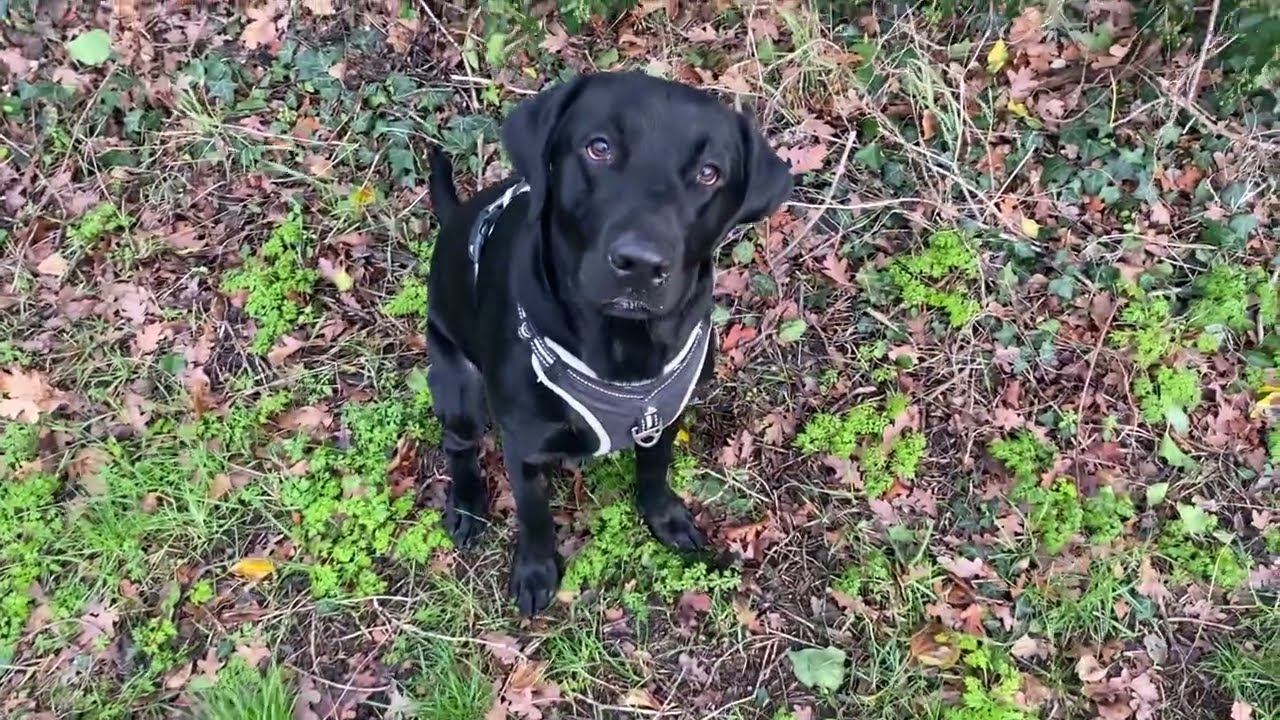 This Dog Gets Peace Better Than Humans 