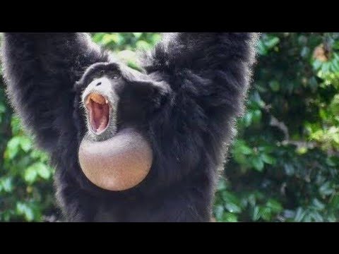 Video: Forskjellen Mellom Gibbons Og Siamang