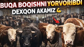BUQA BOQISHNI YONDIRVORBDI DEXQON AKAMIZ GIGANT BUQALAR SOTILDI 