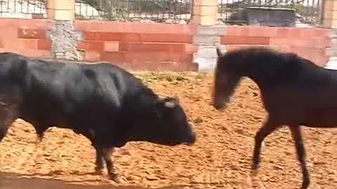 Horse VS Bull - Ferrari vs Lamborghini