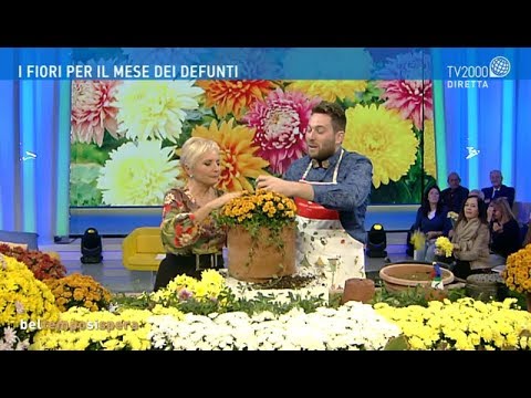 Video: A proposito di fiori di crisantemo e prenditi cura di loro