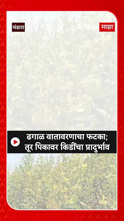 Bhandara Toor Daal : ढगाळ वातावरणाचा फटका; तूर पिकावर किडींचा प्रादुर्भाव