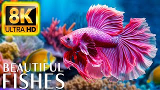 Uncovering the Most Beautiful Fishes 8K ULTRA HD  Beautiful Coral Reef Fish in Aquarium