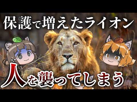 【悲劇】絶滅しそうなライオンを保護だ!→増えすぎて人が襲われる事態に…