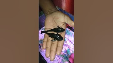 Thumbnail of My Aquarium Sucker Fishes #aquarium #shorts #fish