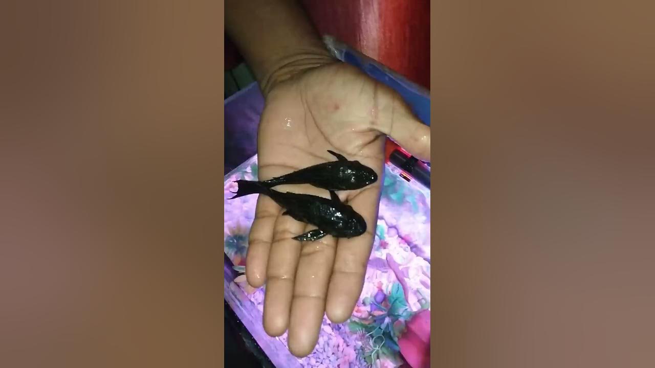 My Aquarium Sucker Fishes #aquarium #shorts #fish