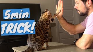 Train Your CAT to do Fun TRICKS  It's Ridiculously EASY