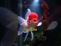 Red Cap Oranda Goldfish – Beauty That Comes With a Hidden Secret 🐠🔥#Goldfish #RedCapOranda