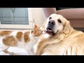 Cat Loves Golden Retriever