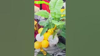 Nangu Umthokozisi Full Song (Nqobile Ogle)