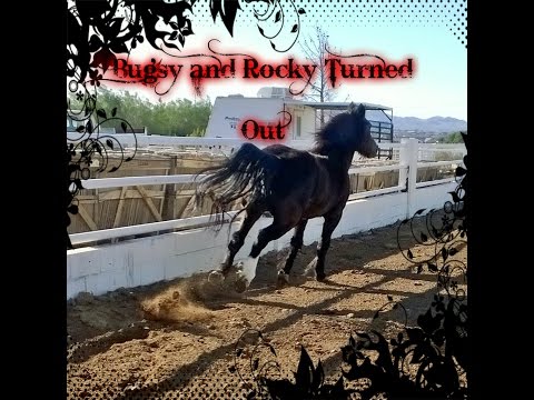 Bugsy and rocky turned out