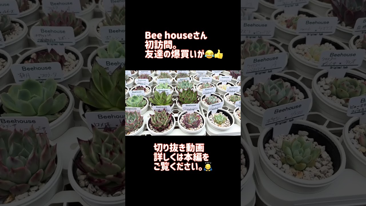 Succulents] First visit to Bee House. My friend went on a shopping
