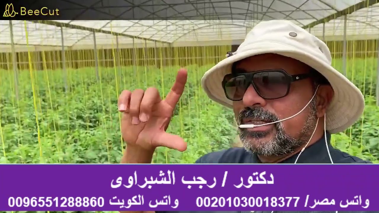 أسباب الساق الرفيعة فى الطماطم  السلكية والأرضية . وكيفية معالجتها . شاهد الفديو للنهاية لكى تستفبد,